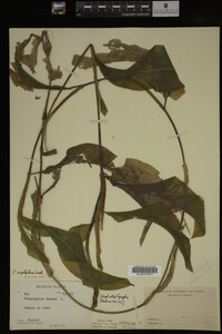 Potamogeton amplifolius image