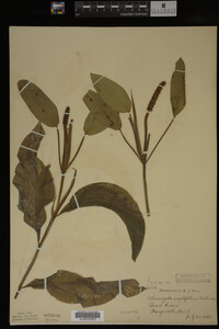 Potamogeton amplifolius image