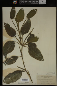 Potamogeton amplifolius image