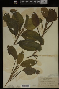 Potamogeton amplifolius image