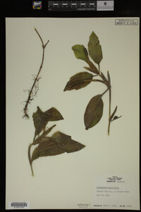 Potamogeton amplifolius image