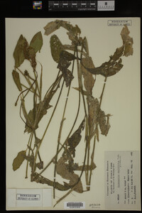 Potamogeton amplifolius image