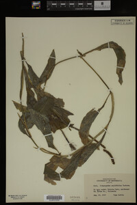 Potamogeton amplifolius image
