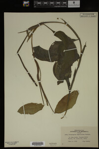 Potamogeton amplifolius image