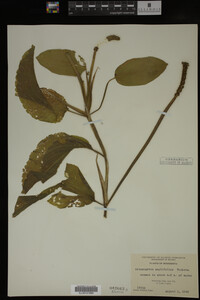 Potamogeton amplifolius image