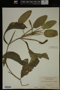 Potamogeton amplifolius image