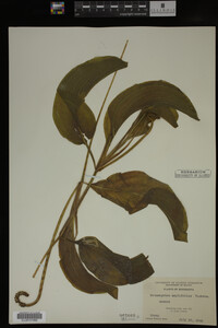 Potamogeton amplifolius image