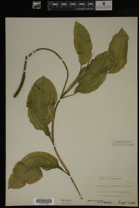 Potamogeton amplifolius image