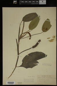 Image Associated With the Occurrence