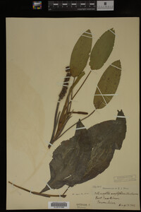 Potamogeton amplifolius image