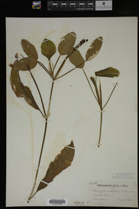 Potamogeton amplifolius image