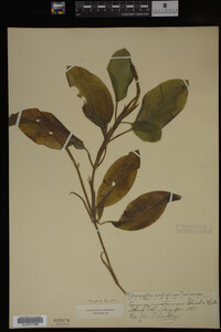 Potamogeton amplifolius image