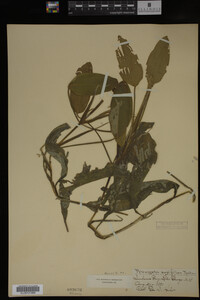 Potamogeton amplifolius image