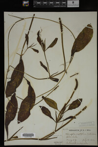 Potamogeton amplifolius image