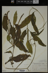 Potamogeton amplifolius image
