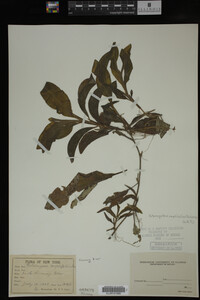 Potamogeton amplifolius image