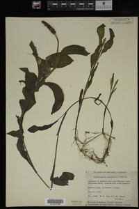 Potamogeton amplifolius image