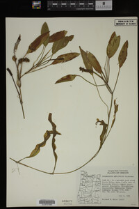 Potamogeton amplifolius image