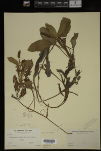 Potamogeton amplifolius image