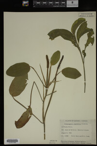 Potamogeton amplifolius image