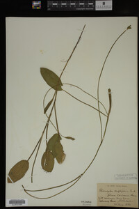 Potamogeton amplifolius image