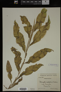 Potamogeton amplifolius image