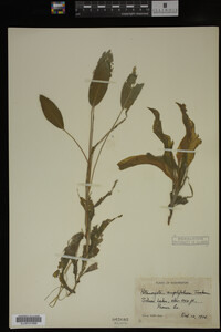 Potamogeton amplifolius image