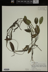 Potamogeton amplifolius image