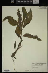 Potamogeton amplifolius image