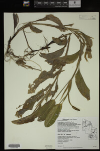 Potamogeton amplifolius image