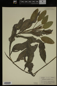 Potamogeton amplifolius image