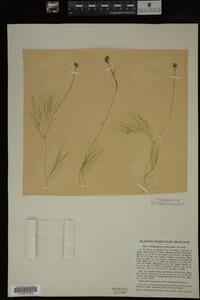 Media resource of Potamogeton confervoides