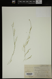 Potamogeton confervoides image