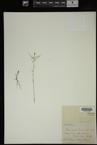 Potamogeton confervoides image