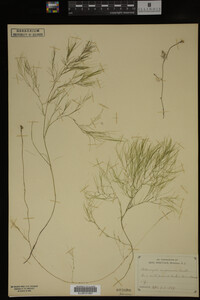 Potamogeton confervoides image