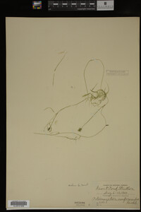 Potamogeton confervoides image