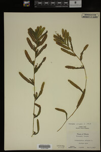 Potamogeton crispus image