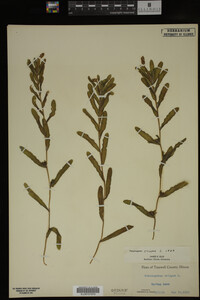 Potamogeton crispus image