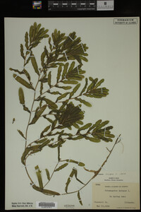 Potamogeton crispus image