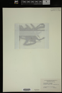 Potamogeton crispus image