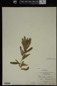 Potamogeton crispus image
