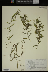 Potamogeton crispus image