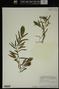 Potamogeton crispus image