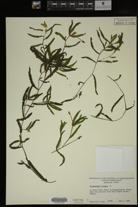 Potamogeton crispus image