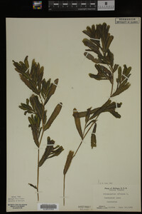 Potamogeton crispus image