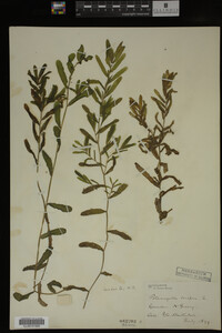 Potamogeton crispus image