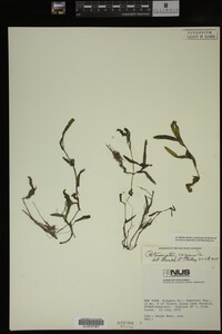Potamogeton crispus image