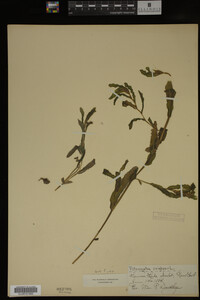 Potamogeton crispus image