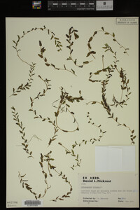 Potamogeton crispus image