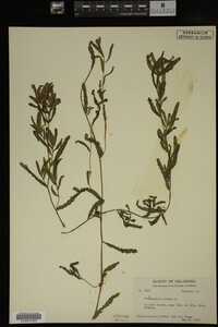 Potamogeton crispus image
